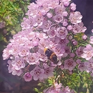 Scaptia (Scaptia) auriflua at Acton, ACT - 20 Nov 2024