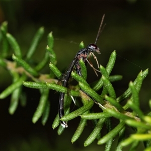 Unidentified Crane fly, midge, mosquito or gnat (several families) at Bungonia, NSW by AlisonMilton