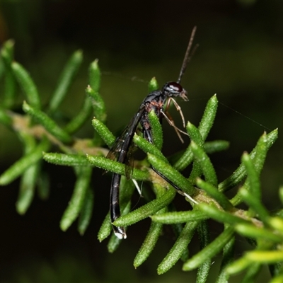 Unidentified Crane fly, midge, mosquito or gnat (several families) at Bungonia, NSW - 26 Nov 2024 by AlisonMilton