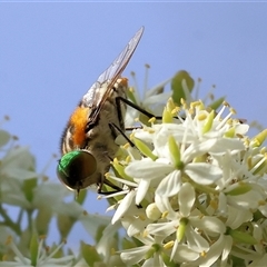 Scaptia (Scaptia) auriflua (A flower-feeding march fly) at Splitters Creek, NSW - 28 Nov 2024 by KylieWaldon