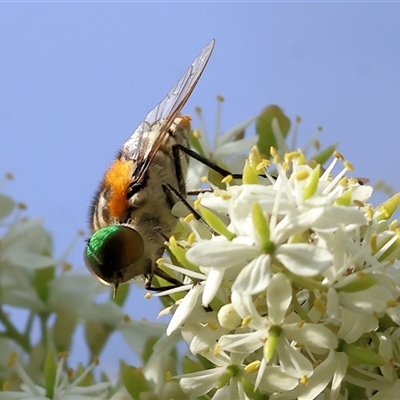 Scaptia (Scaptia) auriflua (A flower-feeding march fly) at Splitters Creek, NSW - 28 Nov 2024 by KylieWaldon