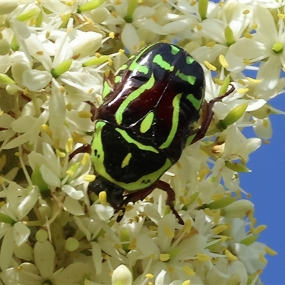 Eupoecila australasiae (Fiddler Beetle) at Splitters Creek, NSW - 28 Nov 2024 by KylieWaldon