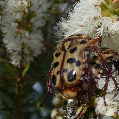 Neorrhina punctatum (Spotted flower chafer) at Murga, NSW - 21 Nov 2024 by Paul4K