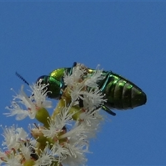 Selagis sp. (genus) (Jewel Beetle) by Paul4K