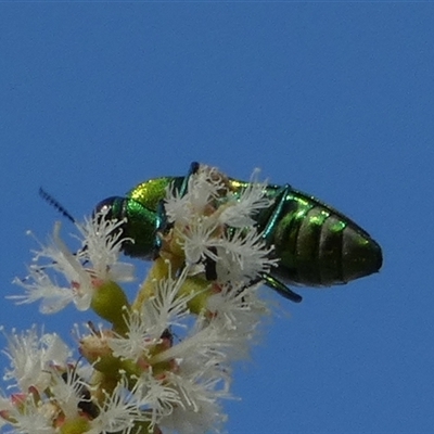 Selagis sp. (genus) (Jewel Beetle) by Paul4K