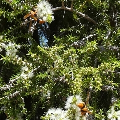 Delta bicinctum at Murga, NSW - 22 Nov 2024 by Paul4K