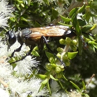 Sphecinae sp. (subfamily) (Unidentified Sand or Digger wasp) by Paul4K