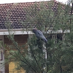 Callocephalon fimbriatum at O'Connor, ACT - suppressed