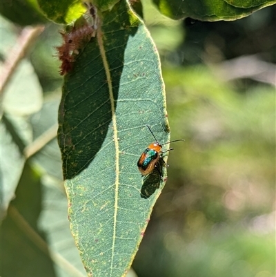 Aporocera (Aporocera) consors (A leaf beetle) at Mount Kembla, NSW - 23 Nov 2024 by BackyardHabitatProject