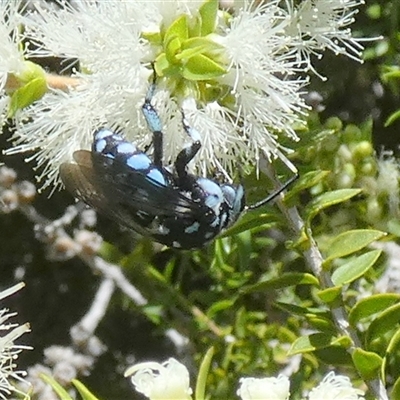 Thyreus caeruleopunctatus at Murga, NSW - 22 Nov 2024 by Paul4K