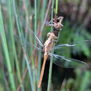 Orthetrum villosovittatum at Mount Kembla, NSW - 29 Nov 2024 11:25 AM