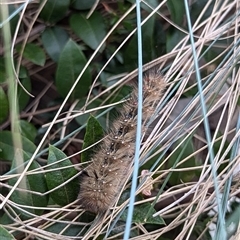 Anthela (genus) immature (Unidentified Anthelid Moth) at Mount Kembla, NSW - 27 Nov 2024 by BackyardHabitatProject