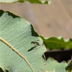 Austrosciapus connexus (Green long-legged fly) at Mount Kembla, NSW - 9 Nov 2024 by BackyardHabitatProject