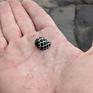 Tenguella marginalba (Mulberry shell) at Pebbly Beach, NSW by jeremyahagan