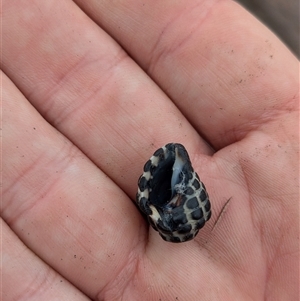 Tenguella marginalba at Pebbly Beach, NSW - 29 Nov 2024 10:47 AM