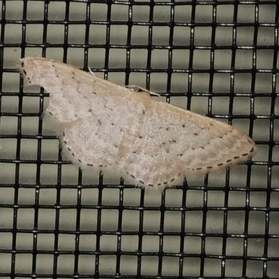 Idaea philocosma (Flecked Wave) at Wanniassa, ACT - 26 Nov 2024 by JohnBundock