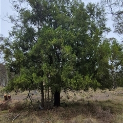 Exocarpos cupressiformis at Bungendore, NSW - 29 Nov 2024 10:21 AM