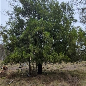 Exocarpos cupressiformis at Bungendore, NSW - 29 Nov 2024