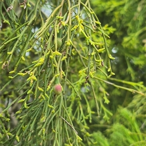 Exocarpos cupressiformis at Bungendore, NSW - 29 Nov 2024