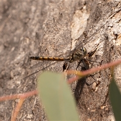 Hemicordulia tau (Tau Emerald) at Higgins, ACT - 13 Sep 2024 by AlisonMilton