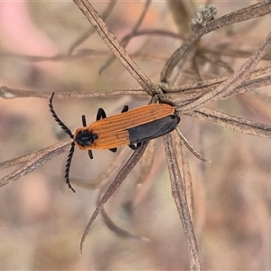 Rhinotia haemoptera (Lycid-mimic belid weevil, Slender Red Weevil) at Bungendore, NSW by clarehoneydove