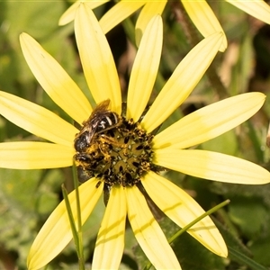 Lasioglossum (Chilalictus) sp. (genus & subgenus) at Higgins, ACT - 13 Sep 2024 12:38 PM
