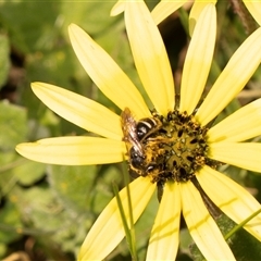 Lasioglossum (Chilalictus) sp. (genus & subgenus) at Higgins, ACT - 13 Sep 2024 12:38 PM