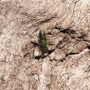 Chrysididae (family) at Higgins, ACT - 13 Sep 2024