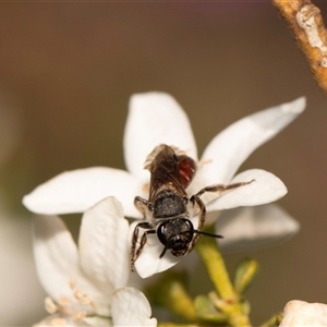 Lasioglossum (Parasphecodes) sp. (genus & subgenus) at Higgins, ACT - 13 Sep 2024