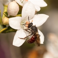 Lasioglossum (Parasphecodes) sp. (genus & subgenus) at Higgins, ACT - 13 Sep 2024