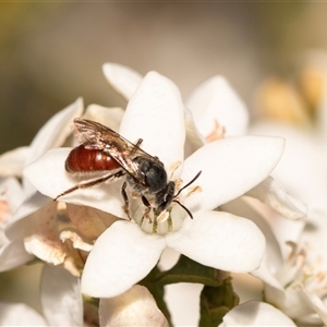 Lasioglossum (Parasphecodes) sp. (genus & subgenus) at Higgins, ACT - 13 Sep 2024