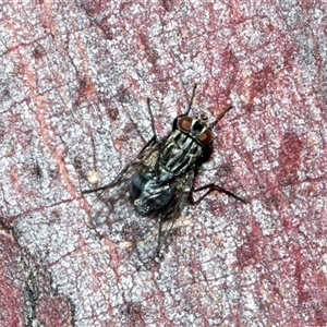 Exorista sp. (genus) at Nicholls, ACT - 1 Nov 2024 10:00 AM