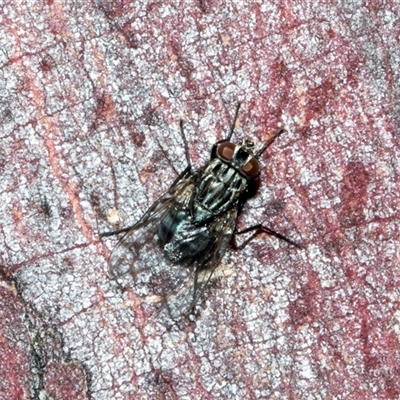 Unidentified Bristle Fly (Tachinidae) at Nicholls, ACT - 31 Oct 2024 by AlisonMilton