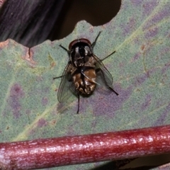 Unidentified Blow fly (Calliphoridae) at Nicholls, ACT - 31 Oct 2024 by AlisonMilton