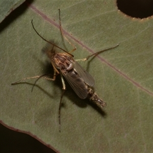 Culicidae (family) at Nicholls, ACT - 1 Nov 2024 10:10 AM