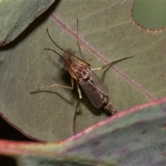 Culicidae (family) at Nicholls, ACT - 1 Nov 2024 10:10 AM