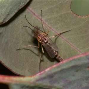 Culicidae (family) at Nicholls, ACT - 1 Nov 2024 10:10 AM