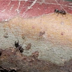 Iridomyrmex sp. (genus) (Ant) at Nicholls, ACT - 1 Nov 2024 by AlisonMilton