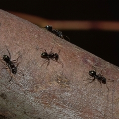 Iridomyrmex sp. (genus) at Nicholls, ACT - 1 Nov 2024