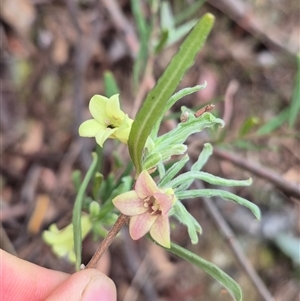 Billardiera scandens at Bungendore, NSW - 29 Nov 2024