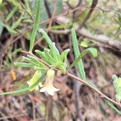 Billardiera scandens at Bungendore, NSW - 29 Nov 2024