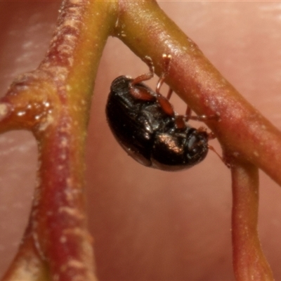 Unidentified Leaf beetle (Chrysomelidae) at Nicholls, ACT - 31 Oct 2024 by AlisonMilton