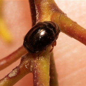 Chrysomelidae sp. (family) at Nicholls, ACT - 1 Nov 2024 10:30 AM