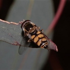 Syrphini (tribe) (Unidentified syrphine hover fly) at Nicholls, ACT - 1 Nov 2024 by AlisonMilton