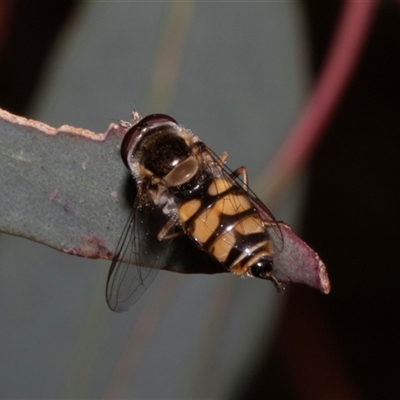 Syrphini (tribe) (Unidentified syrphine hover fly) at Nicholls, ACT - 1 Nov 2024 by AlisonMilton