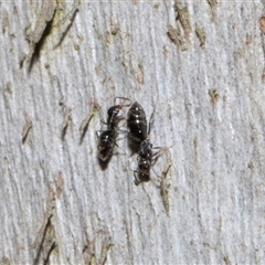 Technomyrmex sp. (genus) at Nicholls, ACT - 1 Nov 2024 by AlisonMilton