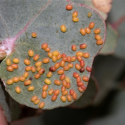 Unidentified Insect at Nicholls, ACT - 31 Oct 2024 by AlisonMilton