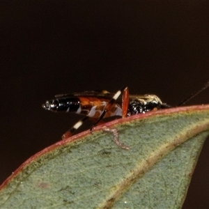 Diplazon laetatorius (Diplazonid wasp) at Nicholls, ACT by AlisonMilton