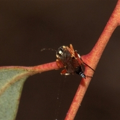 Diplazon laetatorius at Nicholls, ACT - 1 Nov 2024 11:16 AM