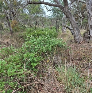 Rubus anglocandicans (Blackberry) at Bungendore, NSW by clarehoneydove